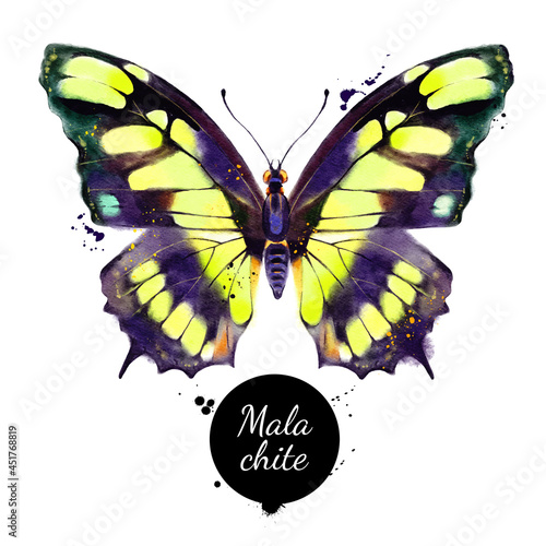 Watercolor illustration of butterfly Siproeta stelenes, Malachite. Vector painted isolated tropical wild nature insect on white background