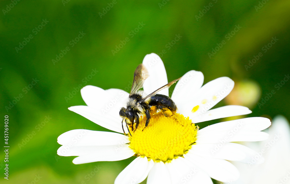 Mining bee on a flower against a green natural background. Insect close up while collecting nectar. Mining bee on a flower against a green natural background. Insect close up while collecting nectar.