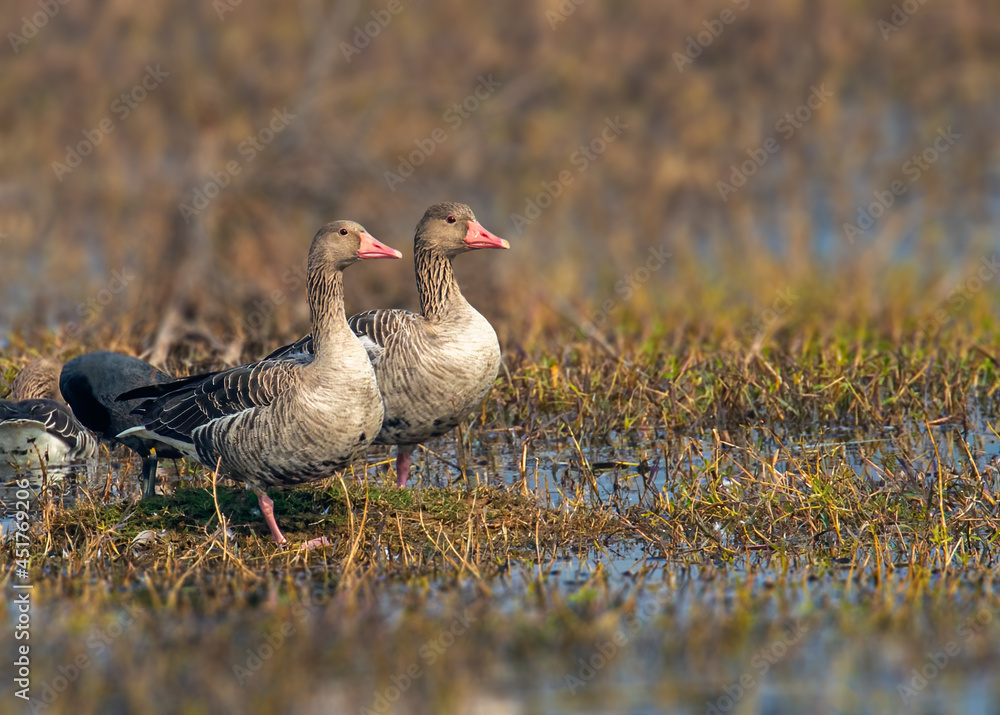 A pair of Grayleg Goose in wet land A pair of Grayleg Goose in wet land