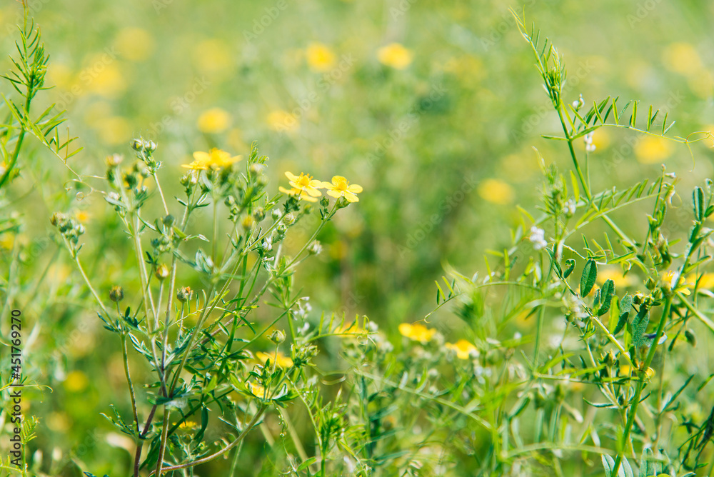 Obraz premium Ranunculus repens grown in natural environment 