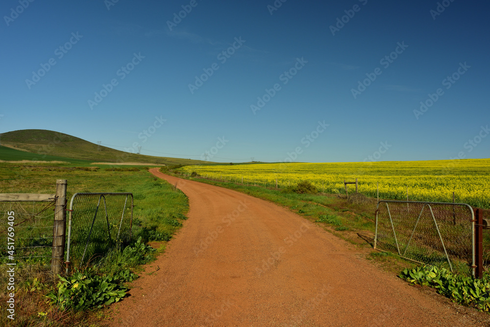 A red gravel farm road splitting the green wheat and yellow canola fields