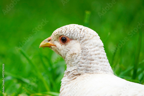 Pheasant hen in side close-up against a green background