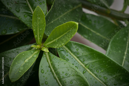green leaf with raindrops, nature background.