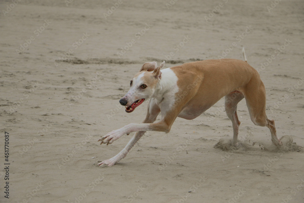 a beautiful galgo is running at the beach at the north sea a beautiful galgo is running at the beach at the north sea