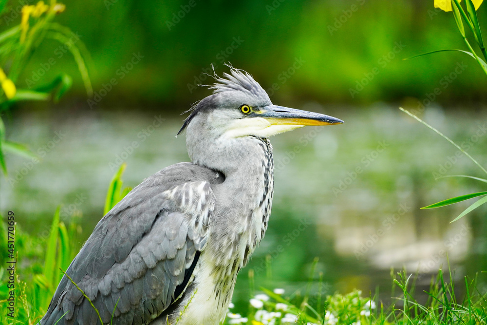 Gray heron against a green background in natural surroundings. Bird with gray plumage. Ardea cinerea. Gray heron against a green background in natural surroundings. Bird with gray plumage. Ardea cinerea.