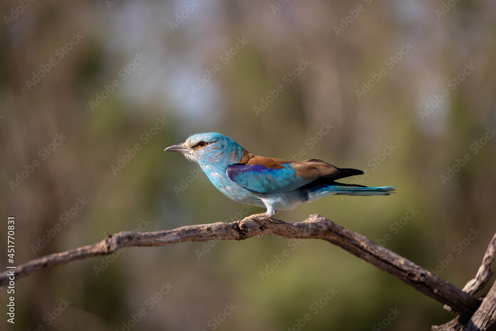 Carraca Europea Carraca Europea