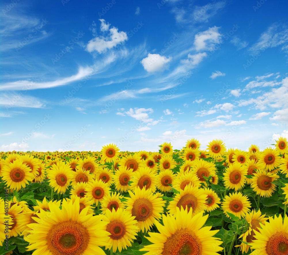 Obraz premium field of blooming sunflowers