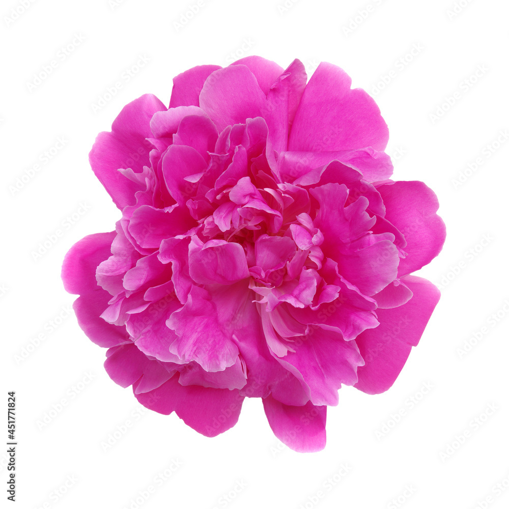 Close-up of a pink  peony flower isolated on white