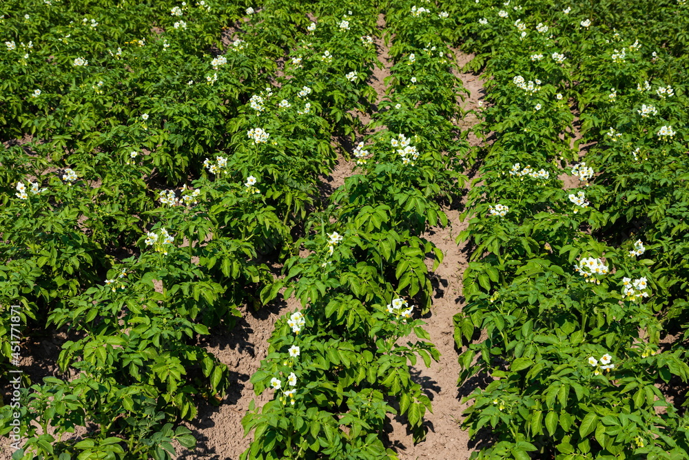 Flowering of growing potatoes. Large white potato flower with fresh green leaves