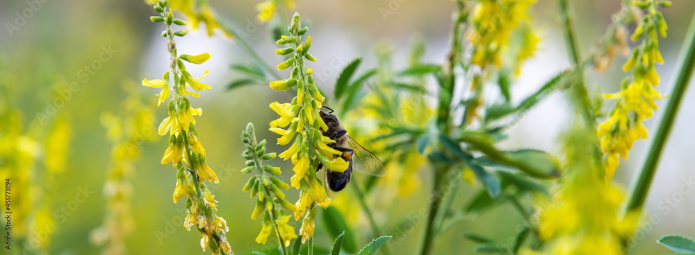 bee on yellow wildflowers collects nectar and pollen bee on yellow wildflowers collects nectar and pollen