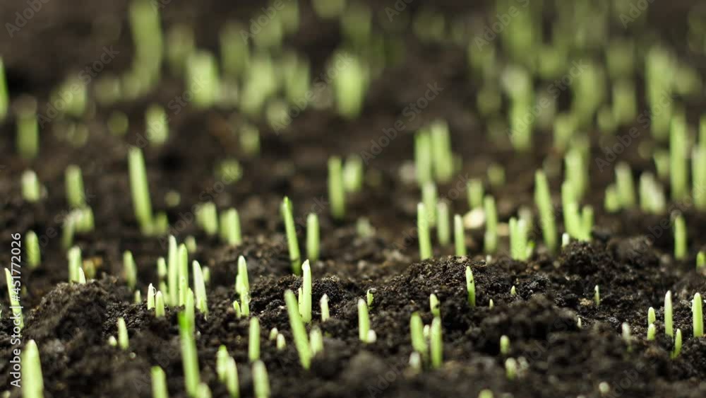 Rye Field, Cereal Growing Crop Time Lapse. Fresh Green Rye Plant Grow Timelapse. Nature spring season. Gardening food, agriculture grain, cover crop, forage crop. Ecology, climate change
