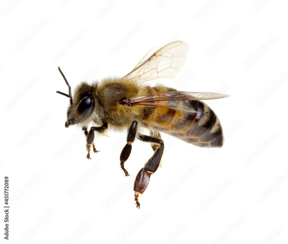 Bee isolated on white Bee isolated on white