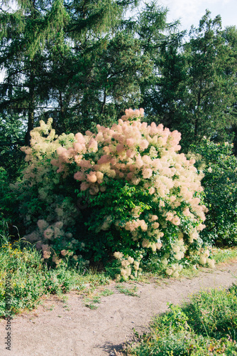 lush bloom of delicate pink fluffy scumpia (Cotinus) bushes photo