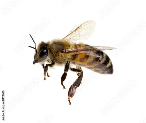 Bee isolated on white