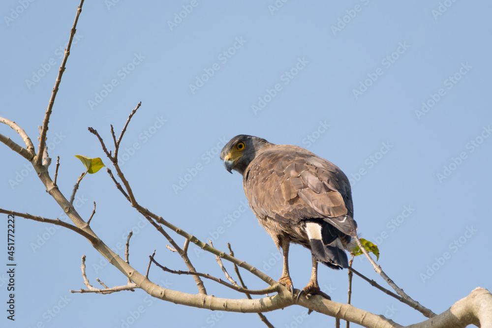 Closeup shot of a Crested serpent eagle Closeup shot of a Crested serpent eagle
