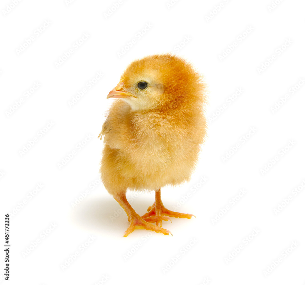  little newborn chickens isolated on white background
