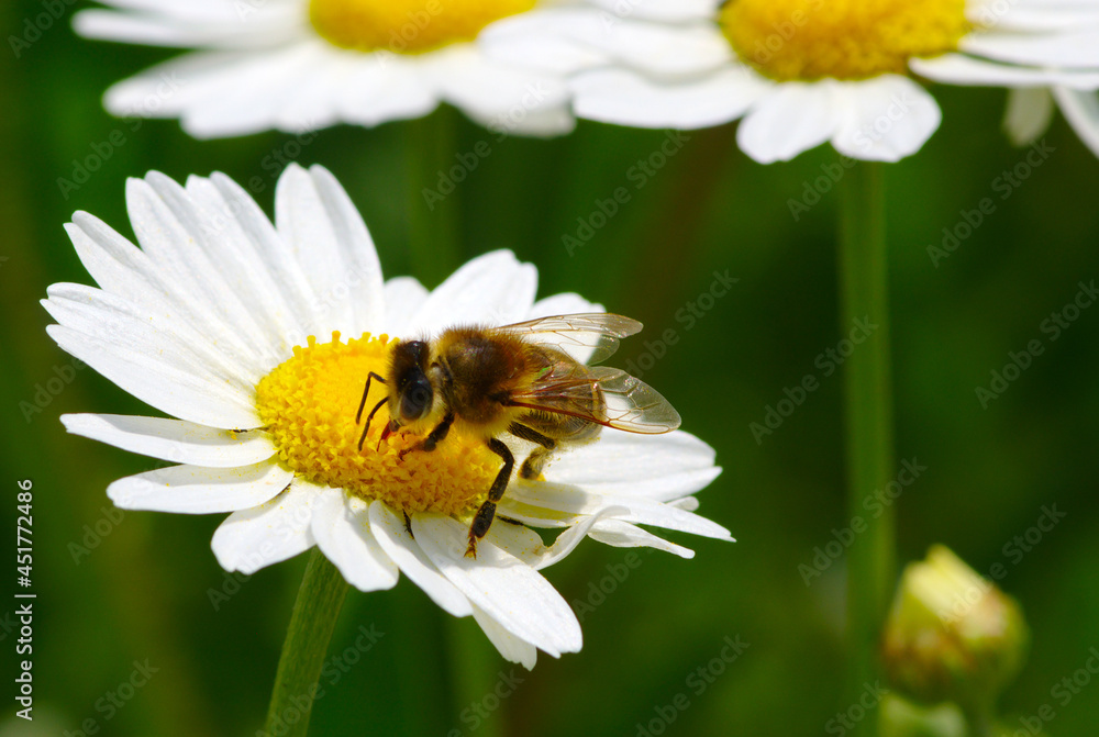  Bee on a daisy