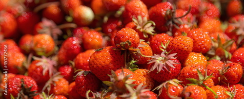 ripe strawberries harvested. background. summer sunny day. close up photo