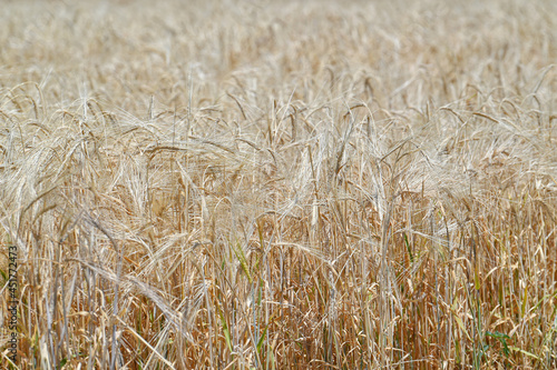 wheat, field, agriculture, crop, grain, nature, cereal, plant, summer, farm, harvest, corn, rye, golden, rural, straw, food, yellow, ripe, bread, grass, landscape, growth, seed, barley
