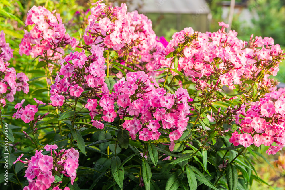Blooming subulata pink phlox in the garden