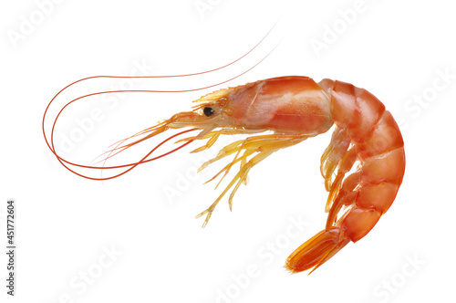 Red tiger shrimp on white background