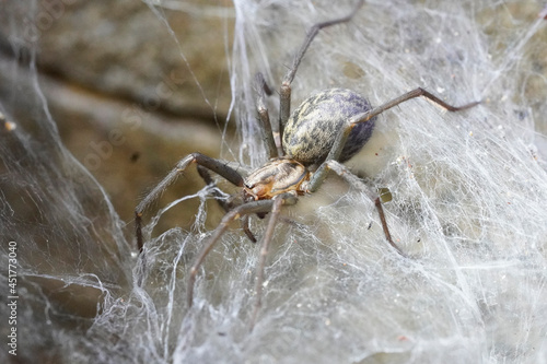 Barn funnel weaver close up on its cobweb. Tegenaria domestica. Common european house spider. photo