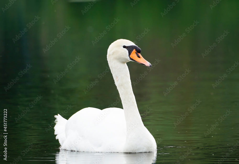 Mute swan with white plumage on a lake. White bird against a dark background. Cygnus olor Mute swan with white plumage on a lake. White bird against a dark background. Cygnus olor