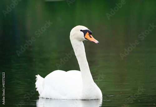 Mute swan with white plumage on a lake. White bird against a dark background. Cygnus olor