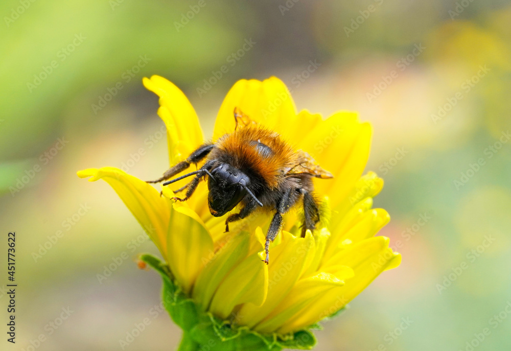 Bumblebee on a yellow flower. Detailed close-up of the insect. Bombus. Bumblebee on a yellow flower. Detailed close-up of the insect. Bombus.