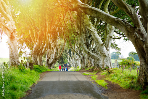 Spectacular Dark Hedges in County Antrim, Northern Ireland on cloudy foggy day. Avenue of beech trees along Bregagh Road between Armoy and Stranocum. Empty road without tourists photo