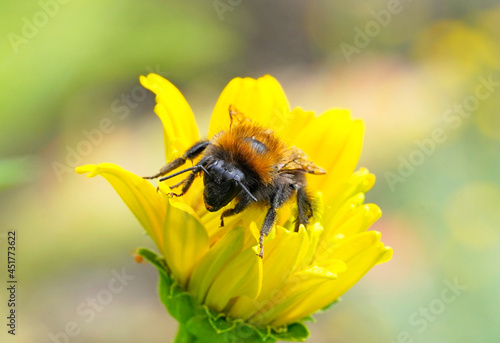 Bumblebee on a yellow flower. Detailed close-up of the insect. Bombus.