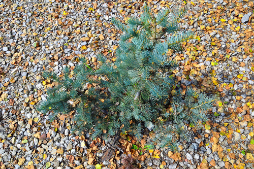 Dwarf coniferous blue fir shrub - Picea pungens Glauca Globosa in stony garden, close up. Slow growing evergreen conifer - perennial ornamental plant for landscape design of park or garden photo