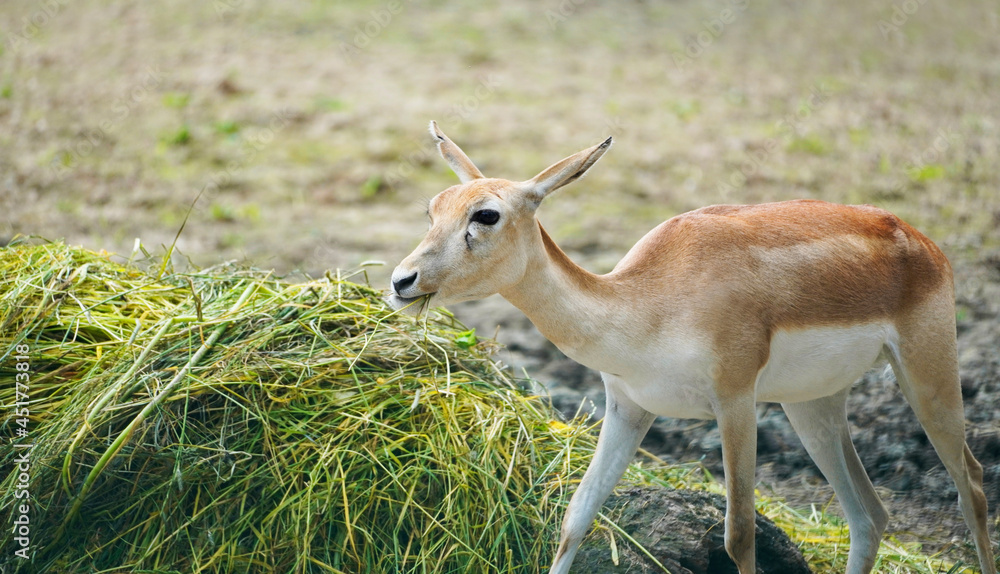 Side close-up of the Impala eating grass. African antelope. Aepyceros Side close-up of the Impala eating grass. African antelope. Aepyceros