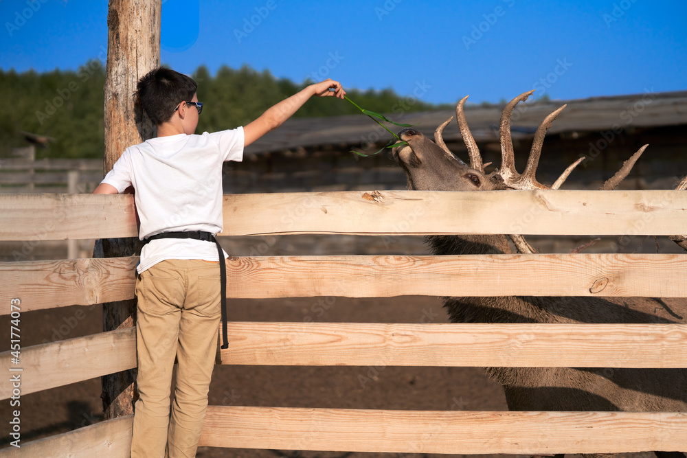  A boy feeds a deer with grass through a fence. Selective focus.