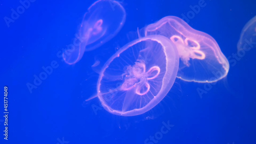 underwater jellyfish, underwater world, jellyfish, mammals, beautiful jellyfish