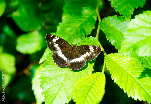 White admiral butterfly in close up. Insect with brown white wings sits on a green leaf. Limenitis camilla photo