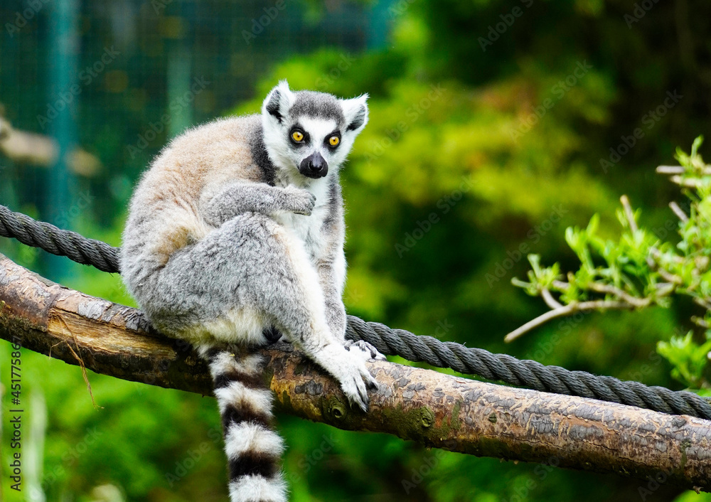 Obraz premium Lemur against a green background. Portrait of a ring-tailed lemur. Lemuriformes.