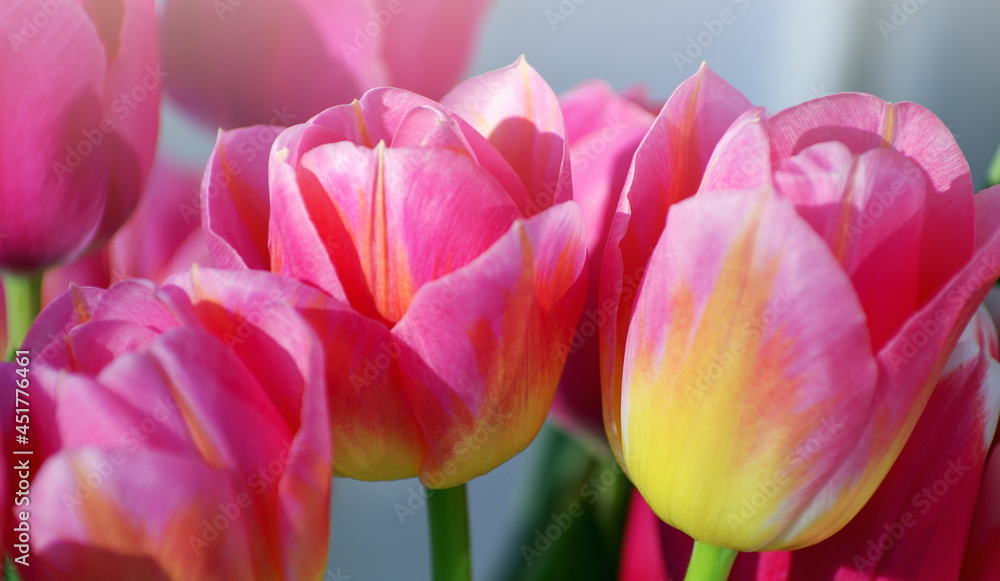 Fototapeta premium Beautiful pink tulip background texture