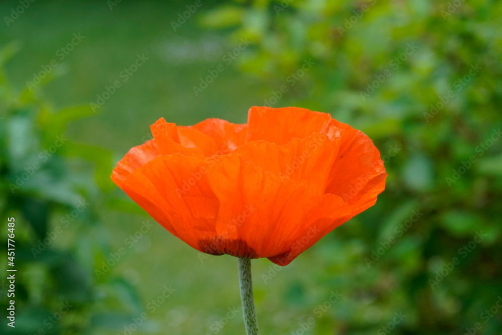 Fototapeta premium Close up of a poppy flower. Red flower against a green natural background in the garden. Papaver.