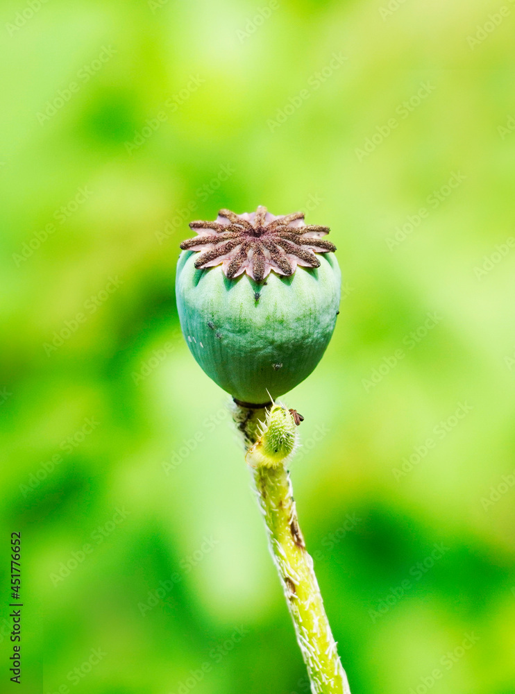 Poppy capsule with seeds without petals. Plant in detailed close-up with a green background. Poppy capsule with seeds without petals. Plant in detailed close-up with a green background.