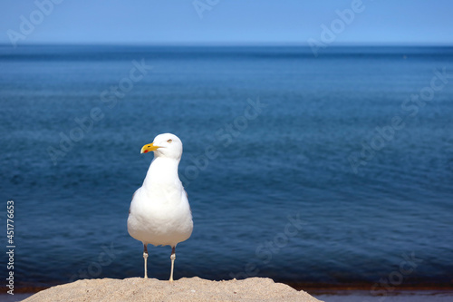 Beautiful sea gull standing on a sandy beach during the summer, sunny day. Sea gull with sea water background