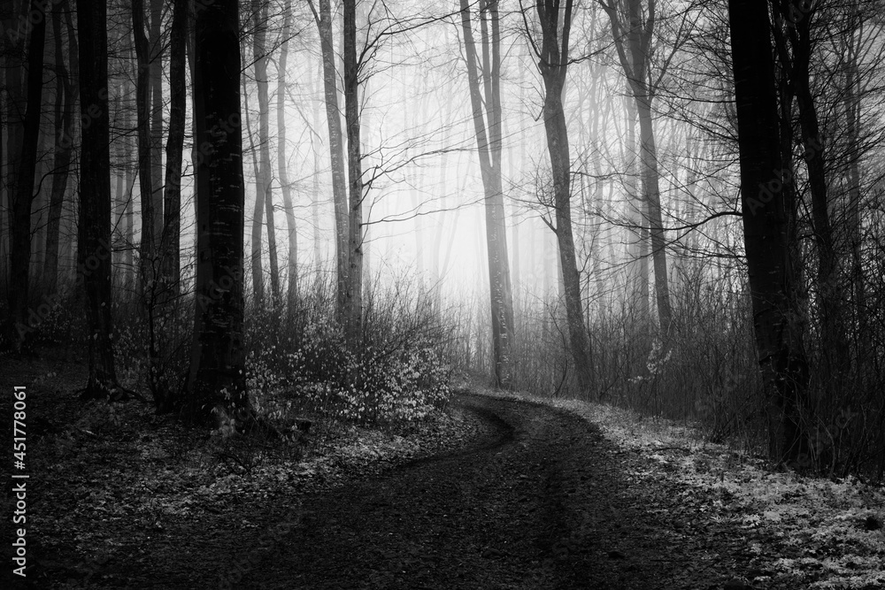 Naklejka premium mysterious forest road, scary halloween landscape