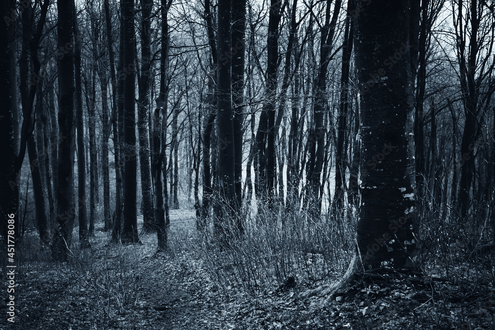 Obraz premium dark woods at night, scary landscape