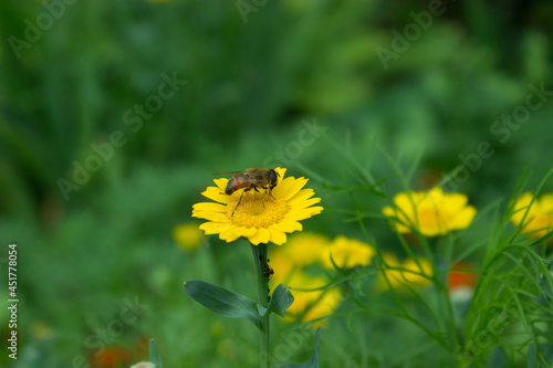 Small flower fly on a yellow flower. Beautiful green background in a blooming garden.