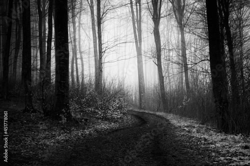 mysterious forest road  scary halloween landscape