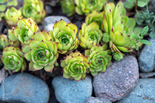 Stone rose Echeveria pulvinata against the background of stones. Plant for landscaping.