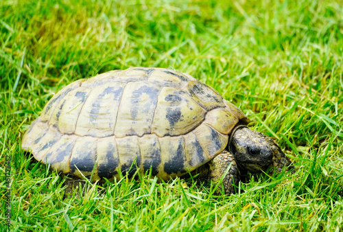 Close up of a turtle on a green meadow. Testudinata.