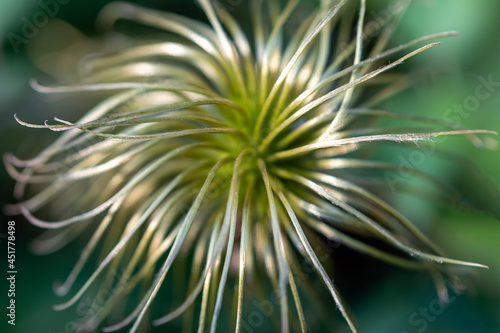 Close-up beautiful unusual rare flower. Faded clematis