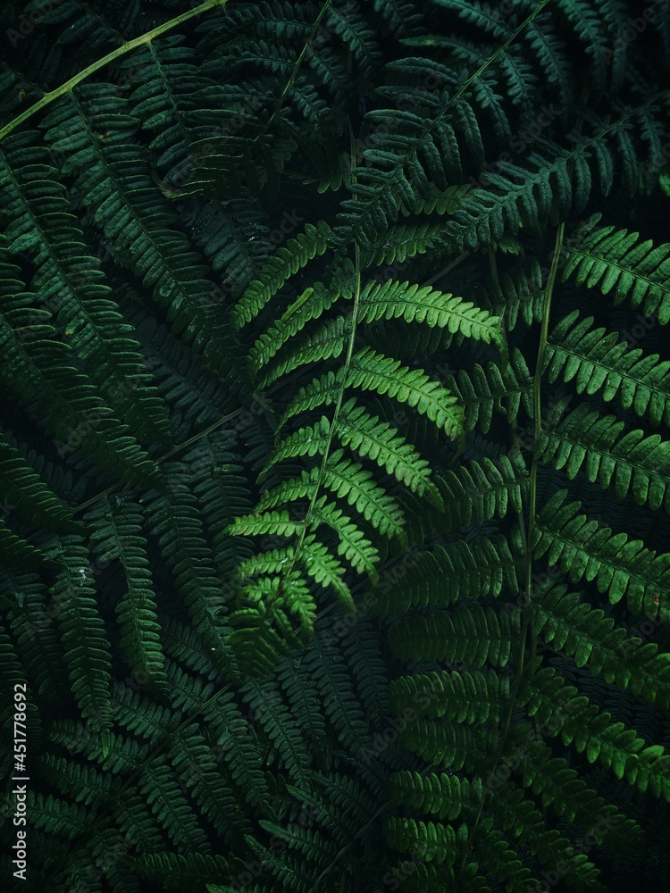 Lush green leaves and fronds of ferns in a dark jungle