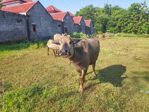 Fototapeta Naklejka Na Ścianę i Meble -  Buffalo is one of the livestock of Indonesian society